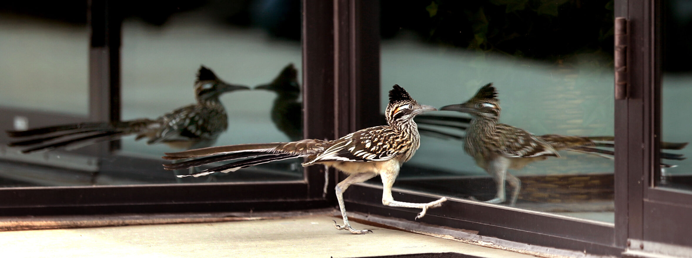 Roadrunner reflection